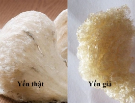 Làm sao để phân biệt yến sào chất lượng thật và hàng giả